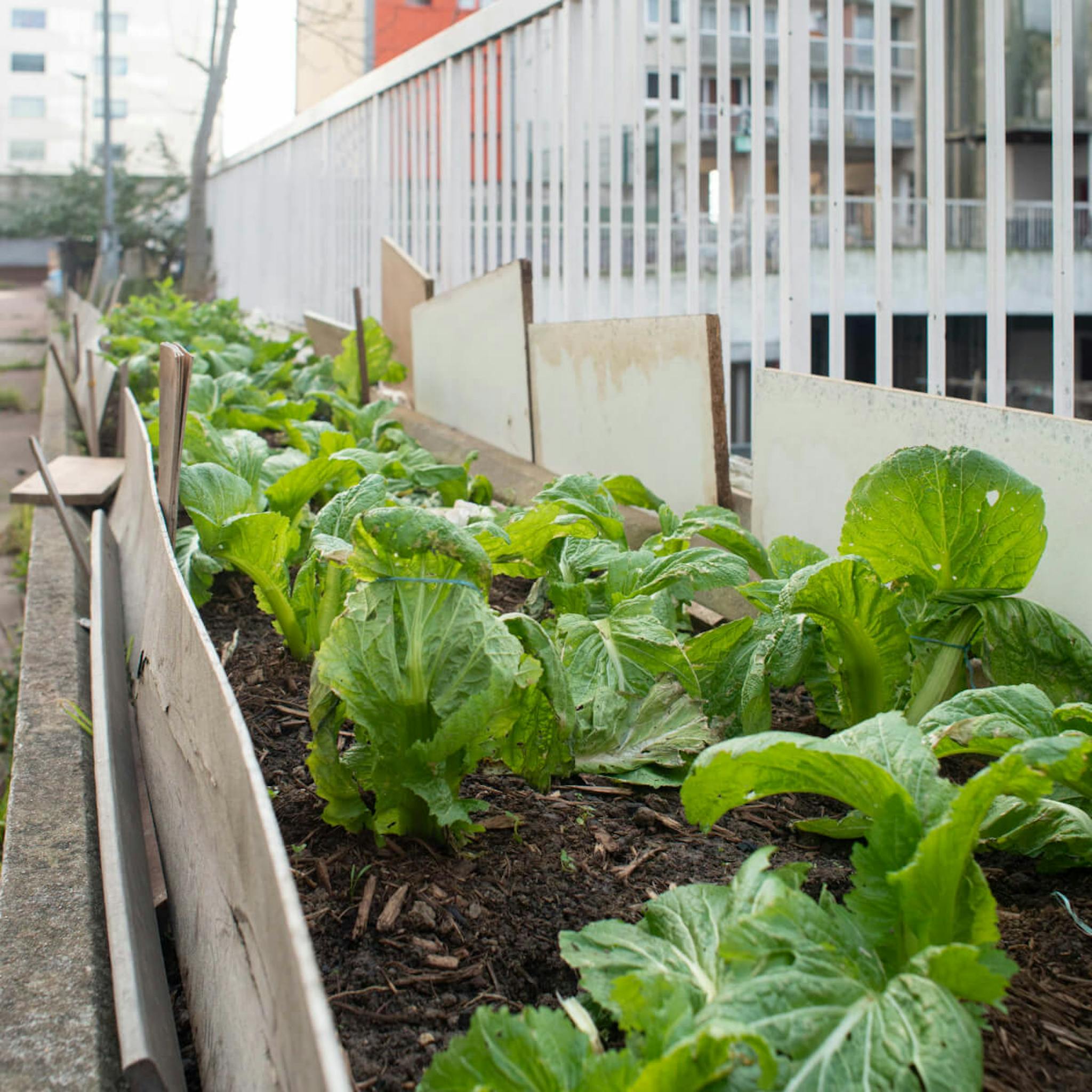 A community garden with a row of lush, green lettuce plants growing in a wooden raised bed.