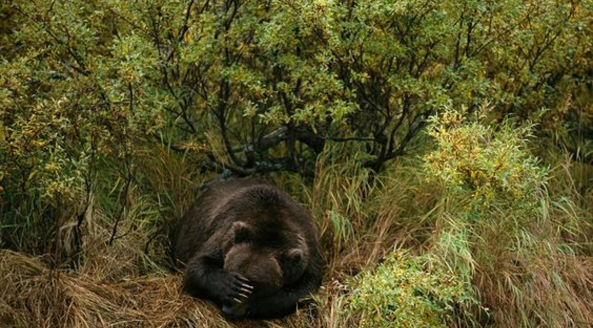 an image showing a sleeping bear in the woods and grass, he has a paw covering his head. its a vintage national geographic image.
