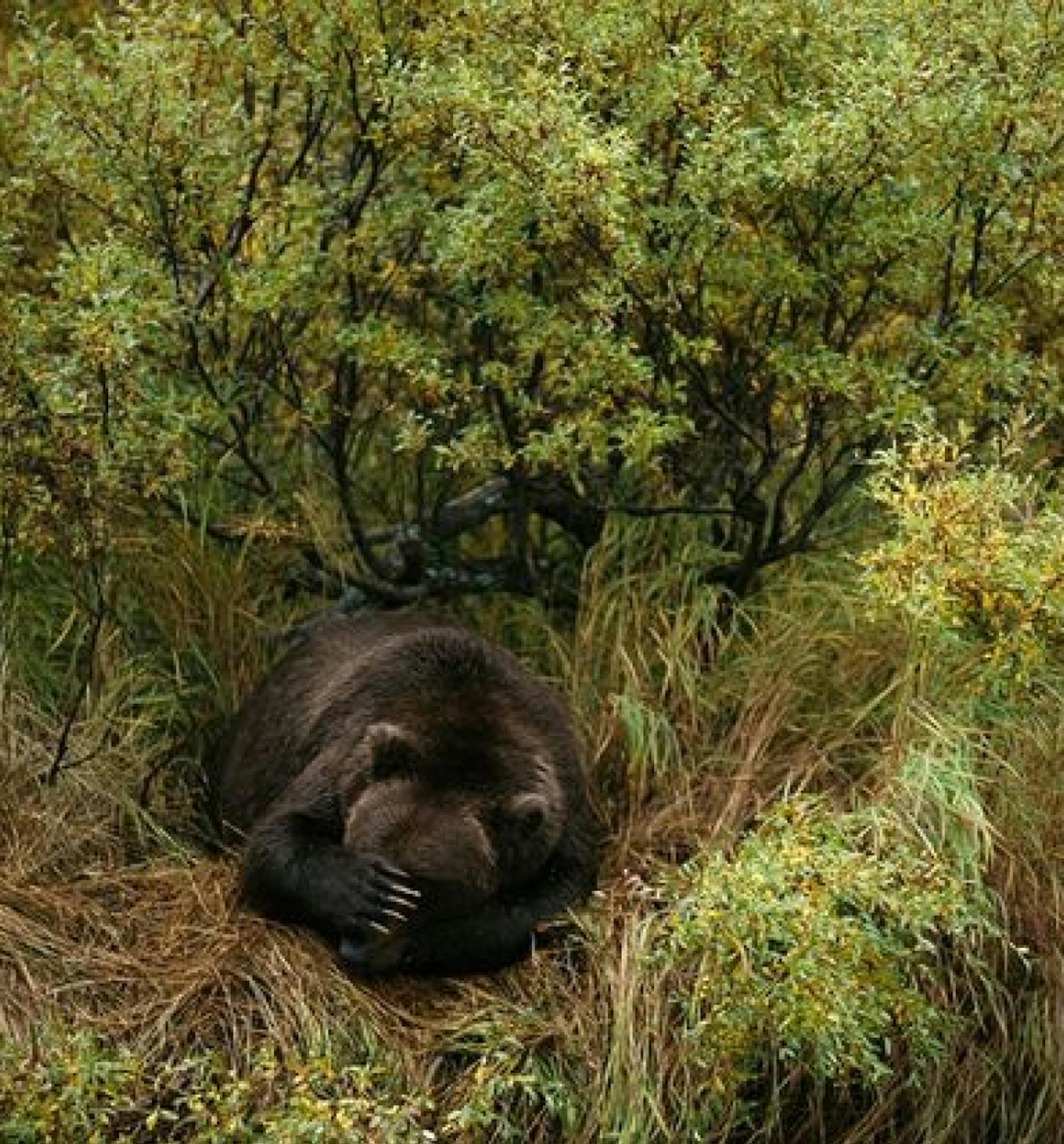an image showing a sleeping bear in the woods and grass, he has a paw covering his head. its a vintage national geographic image.