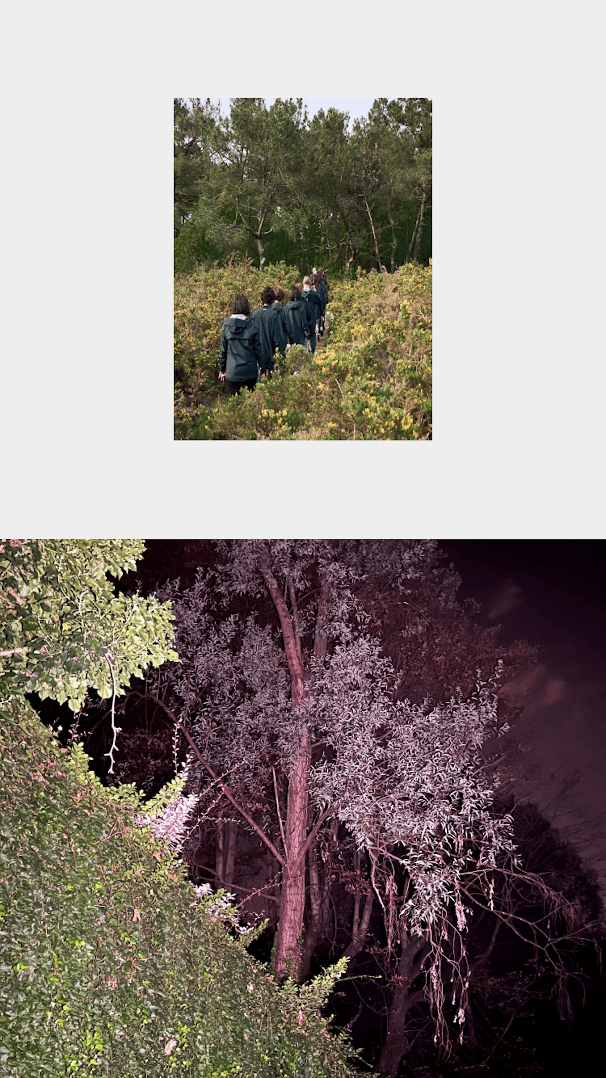 A line of people walking on a trail and a tree illuminated by a camera flash.