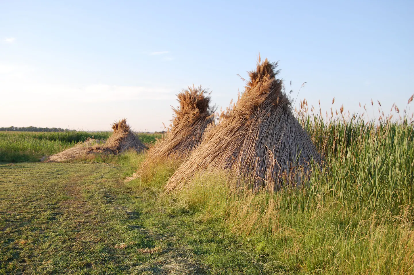 Cut reed stacked into cones beside green reedbeds on the flat open grassland of Hortobágy in Hungary, evening light low across the plain