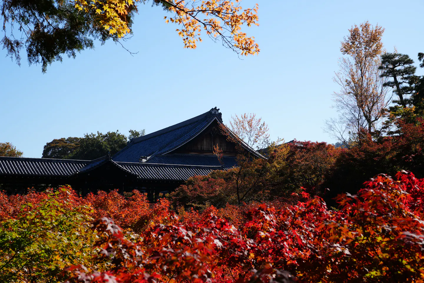Brilliant red maples in front of a temple roof at Tofuku-ji in Kyoto under a deep blue sky