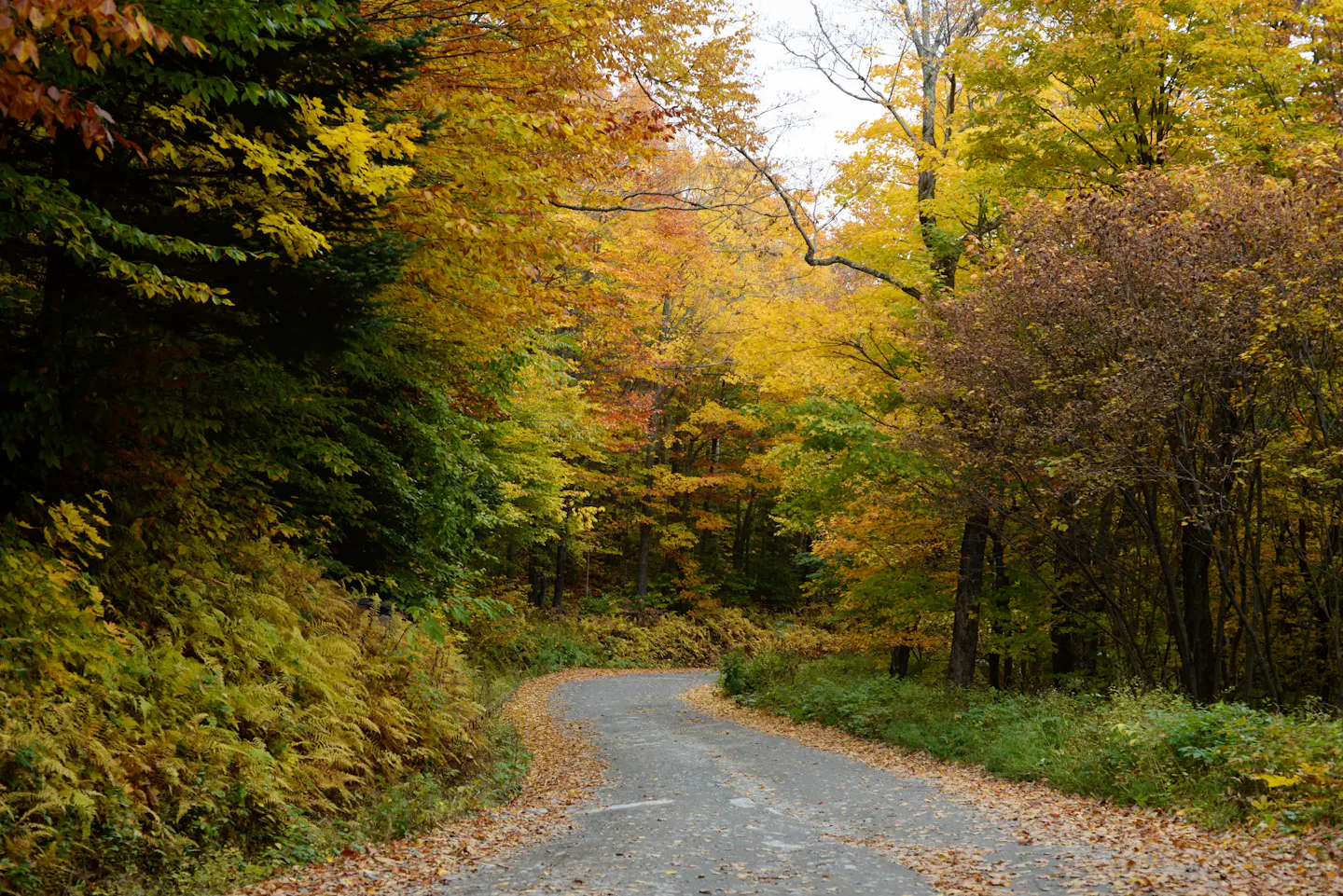 A narrow leaf-strewn road curving through New England woodland in full yellow and orange autumn colour
