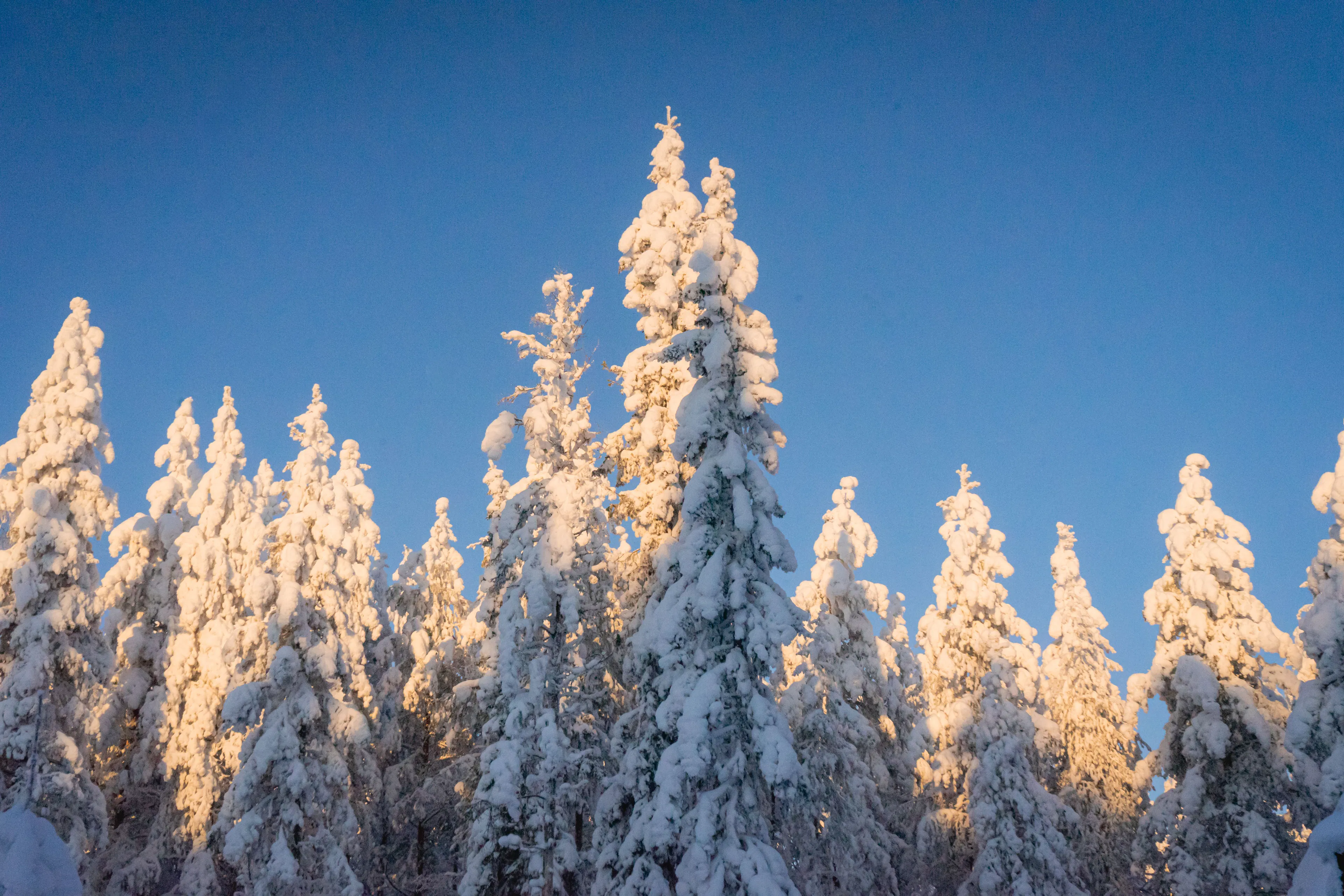 Snow-laden pine trees in a Lapland forest under a clear blue winter sky