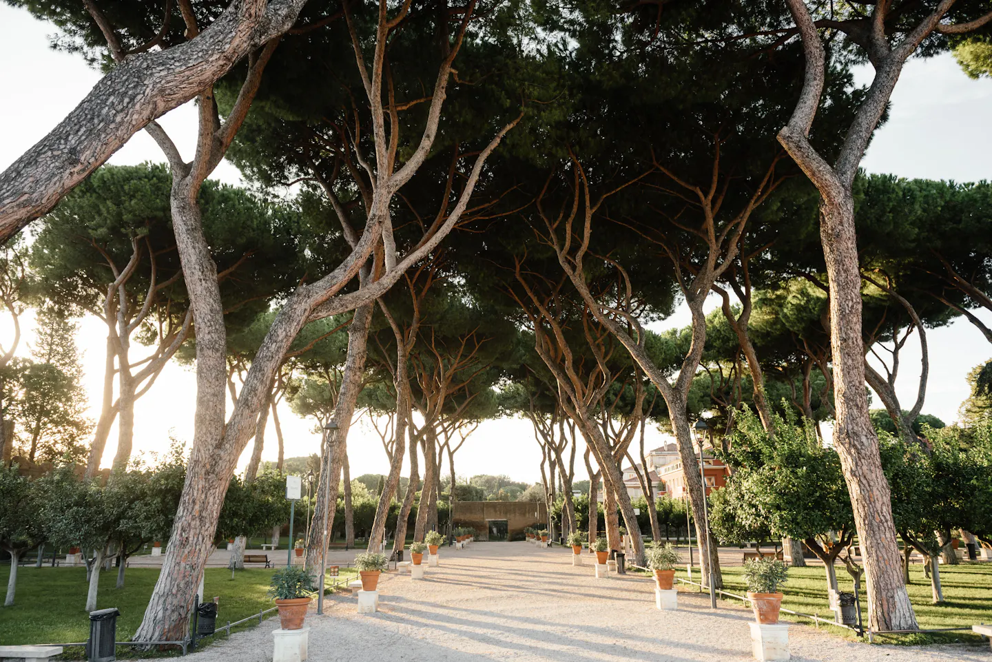 A wide gravel avenue lined with tall umbrella pines in the gardens of Villa Borghese, Rome