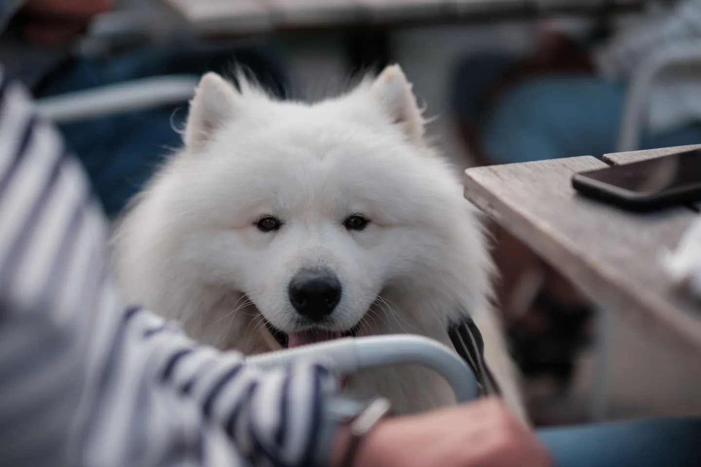 A white Samoyed resting its head on its owner's forearm at an outdoor cafe table, tongue out, with other cafe chairs and tables behind
