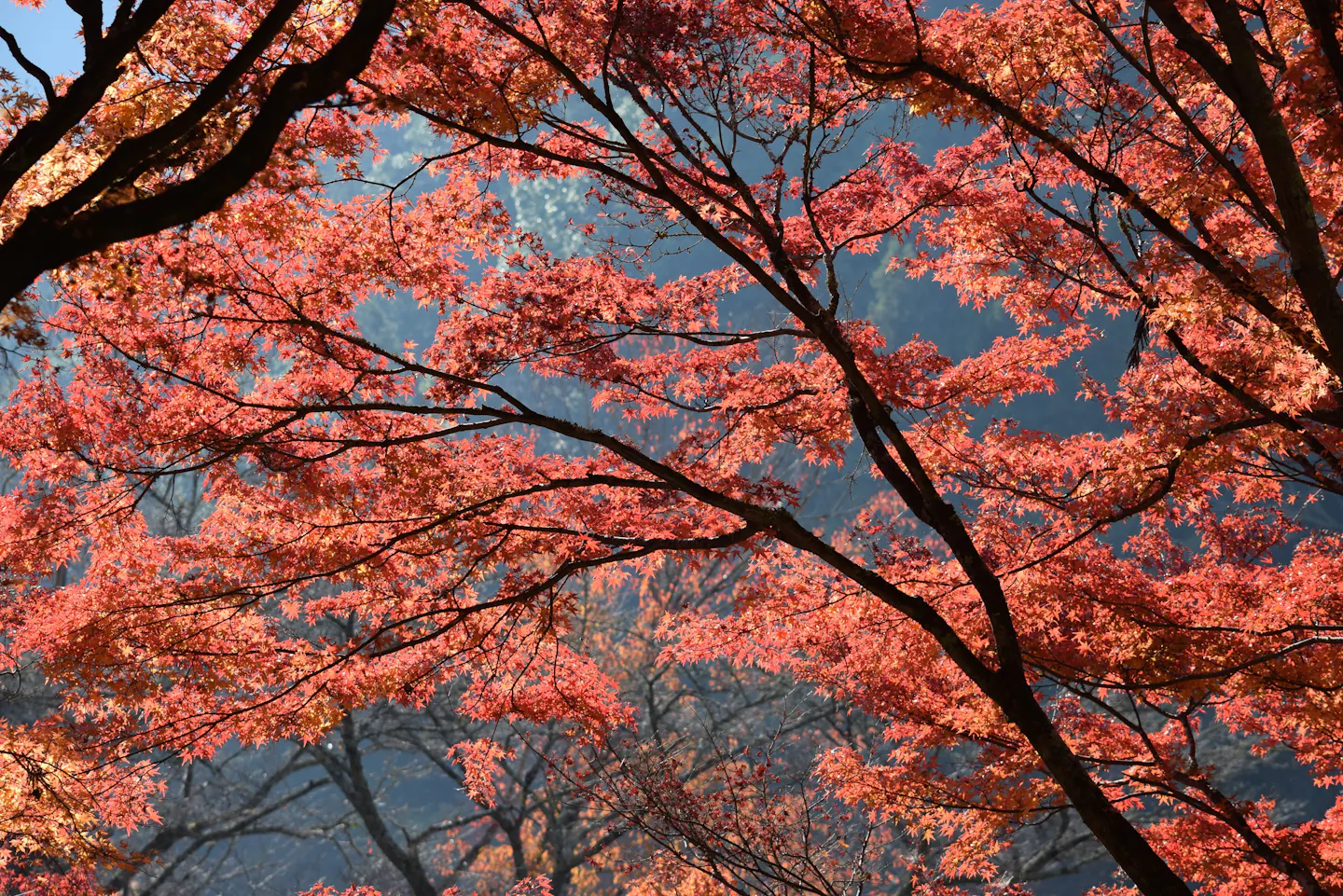Backlit Japanese maple leaves glowing red and pink against a shaded hillside