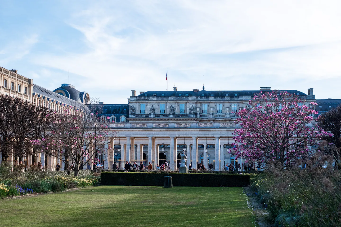 Magnolia trees in pink blossom beside the lawn and colonnade of the Palais-Royal garden in spring
