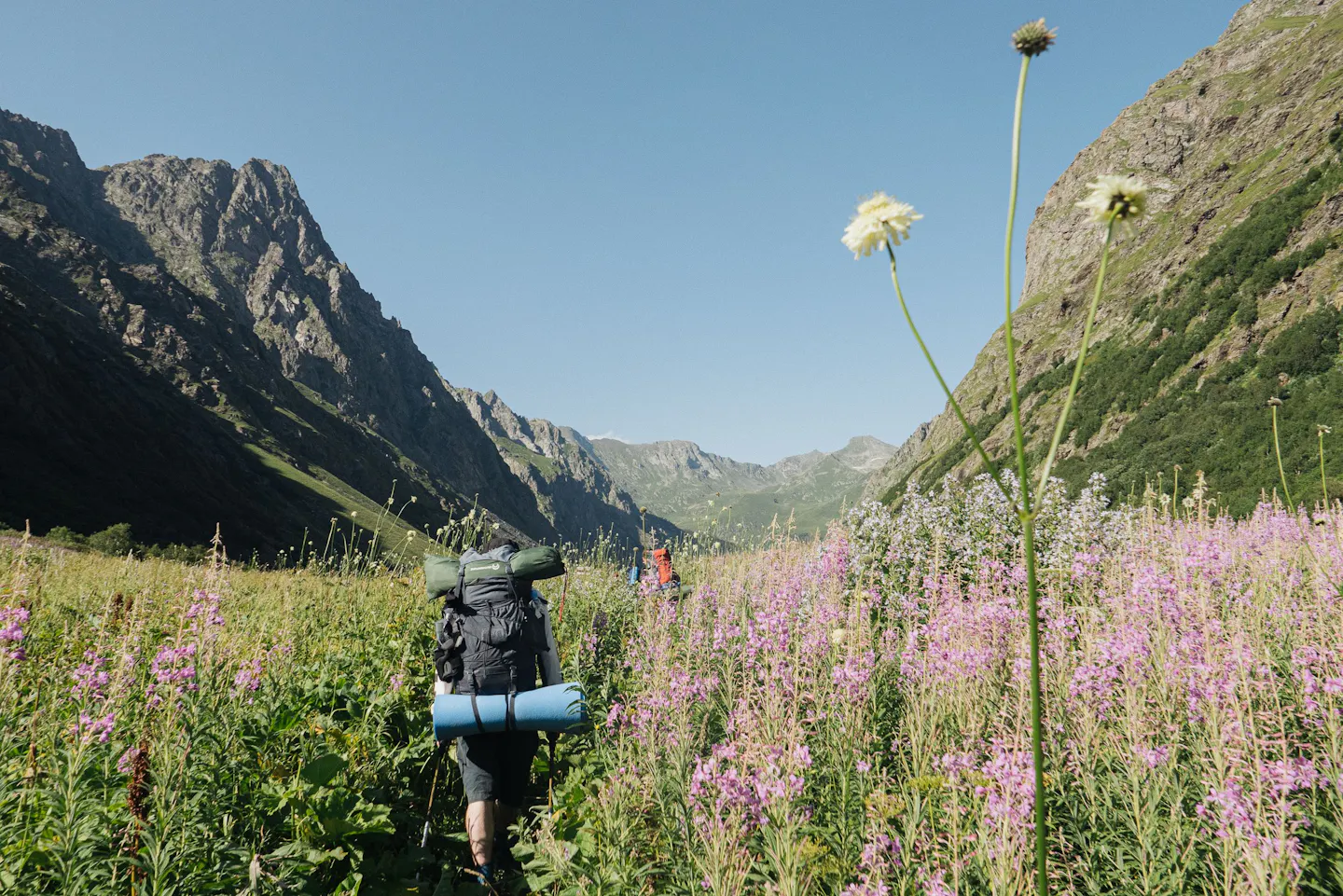 Backpacker hiking through a meadow of pink wildflowers in a mountain valley