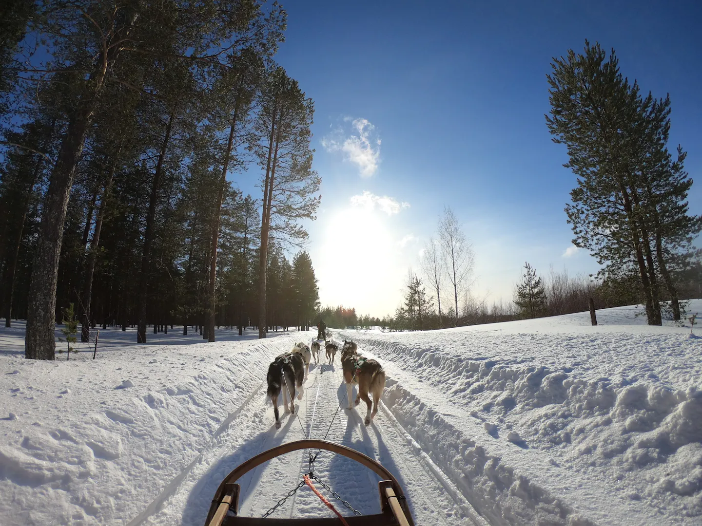 A husky team pulling a sled along a snow track through sunlit pine forest in Finnish Lapland
