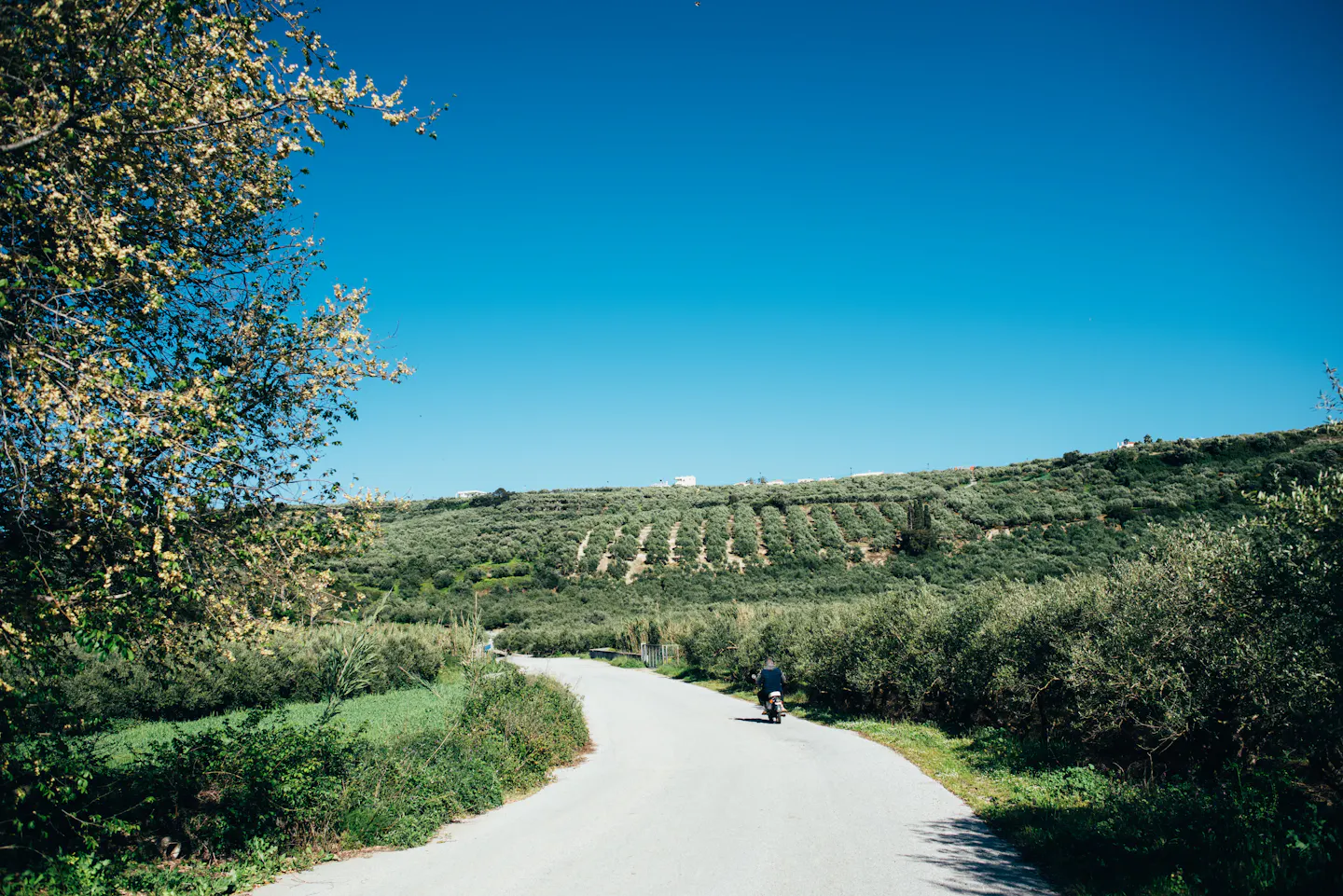 A quiet rural road running between silver-green olive groves under a deep blue Greek sky