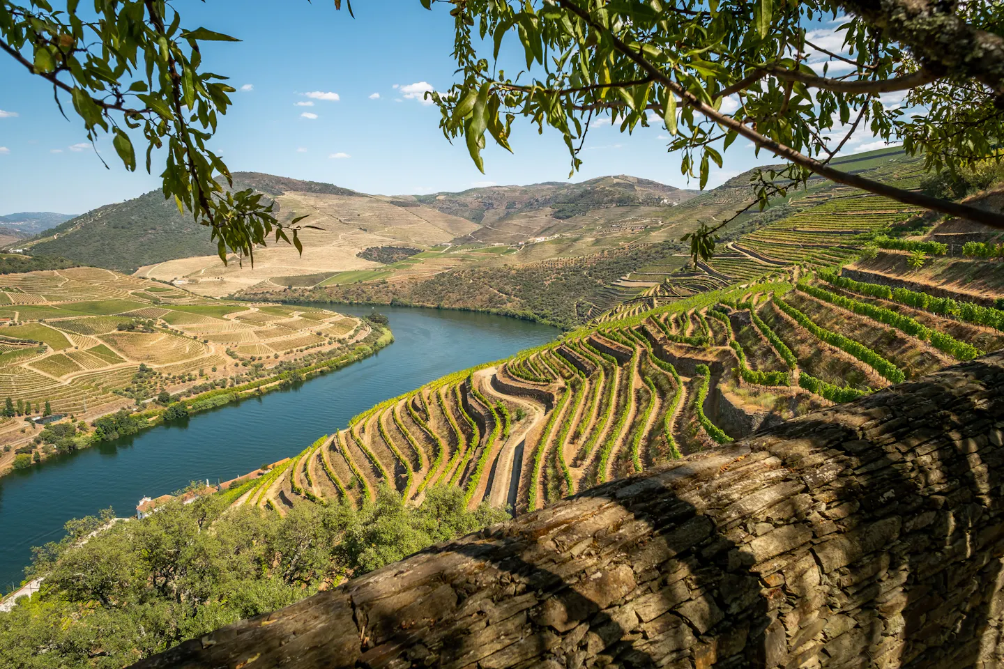 Terraced vineyards curving along a bend of the Douro River under a clear blue sky, framed by olive branches