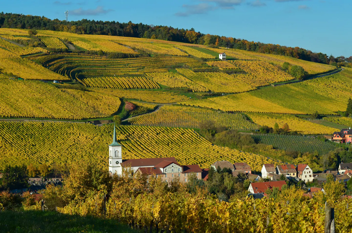 Golden autumn vineyards on rolling hills above a village church and tiled rooftops