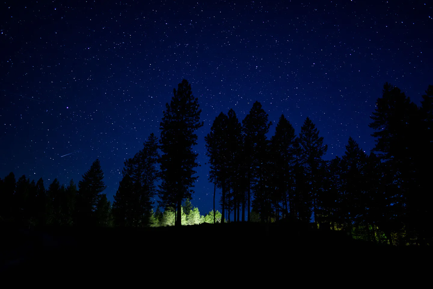Tall pines silhouetted against a deep blue sky crowded with stars on a clear night