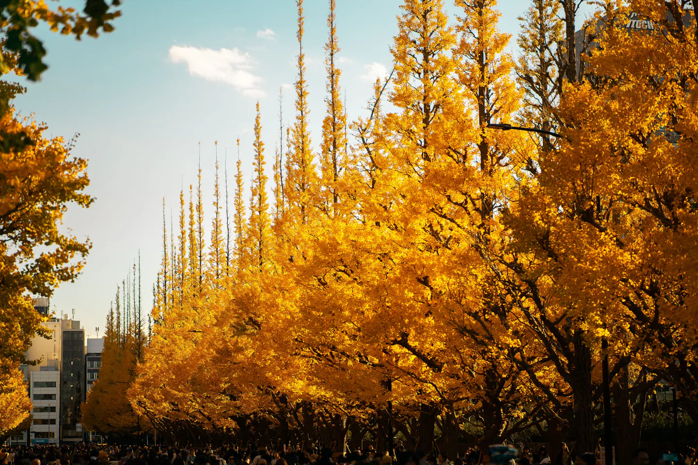 An avenue of ginkgo trees in full golden leaf along a Tokyo street on a sunny autumn day