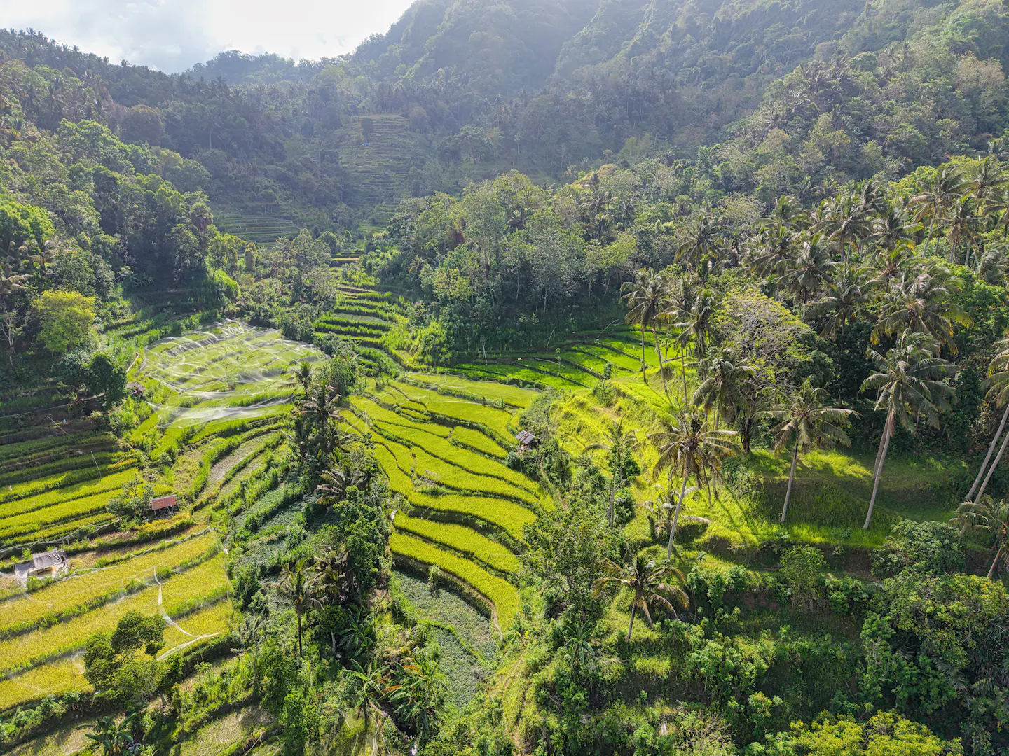 Sunlit green rice terraces stepping down a valley in Bali between coconut palms and tropical forest