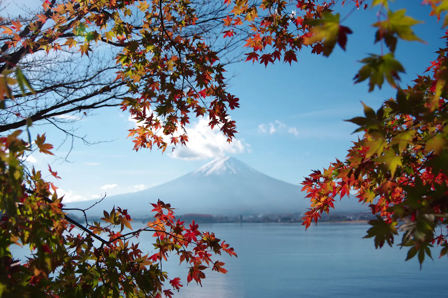 Mount Fuji across the lake framed by branches of red and orange maple leaves