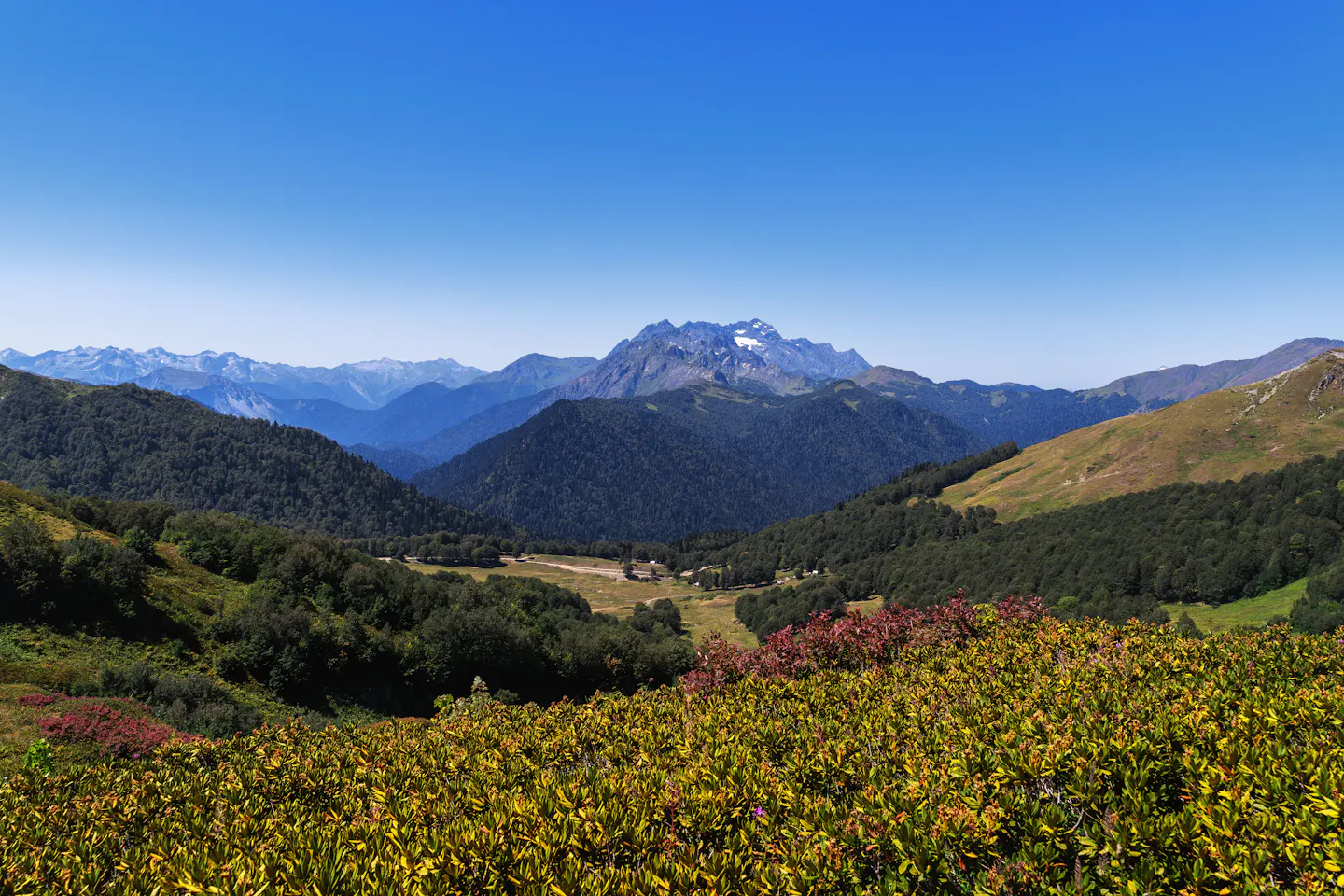 Wide view over forested ridges and a green valley towards a snow-streaked peak under a deep blue sky