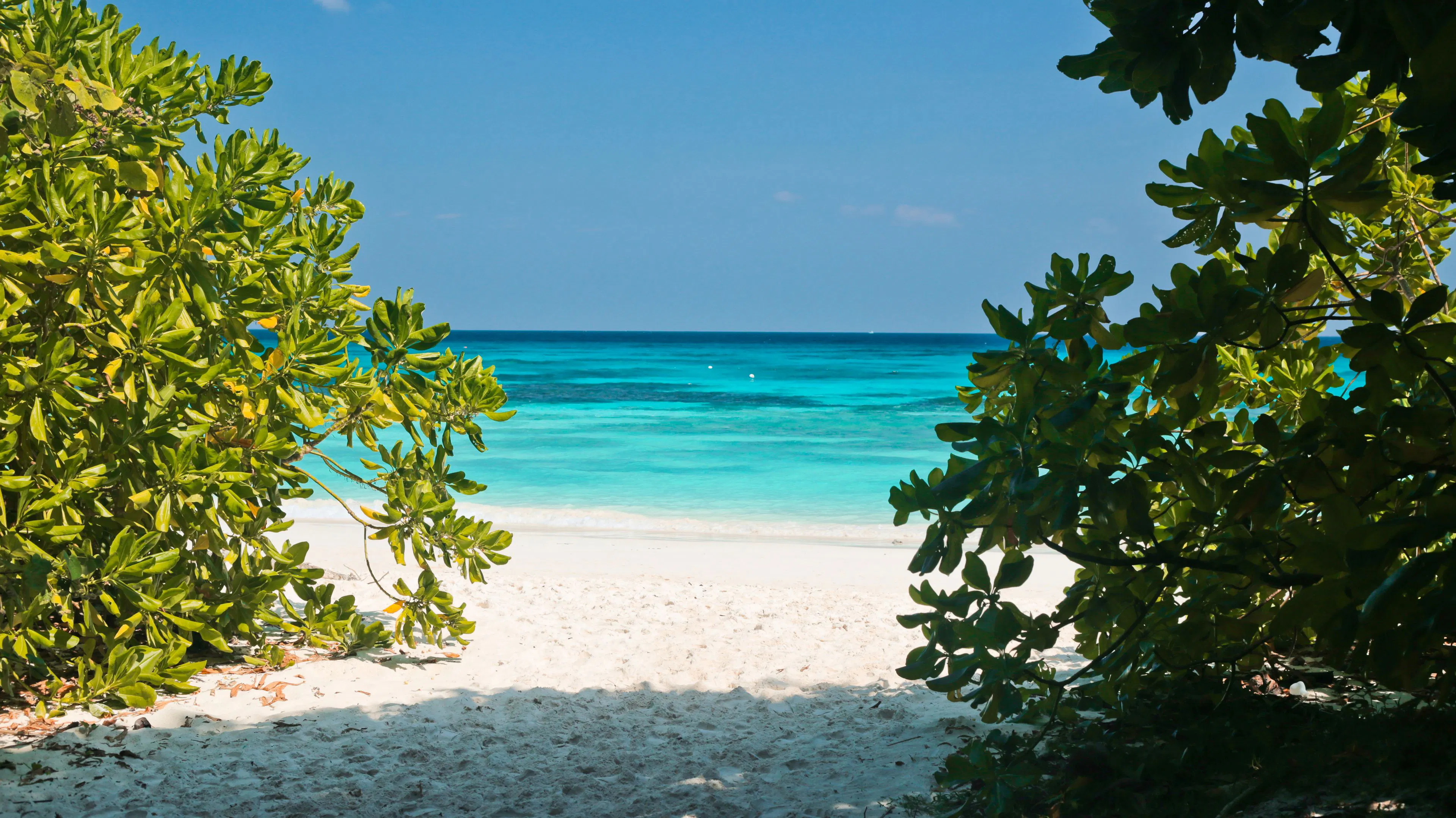 Tropical beach framed by greenery, suggesting warm January travel destinations