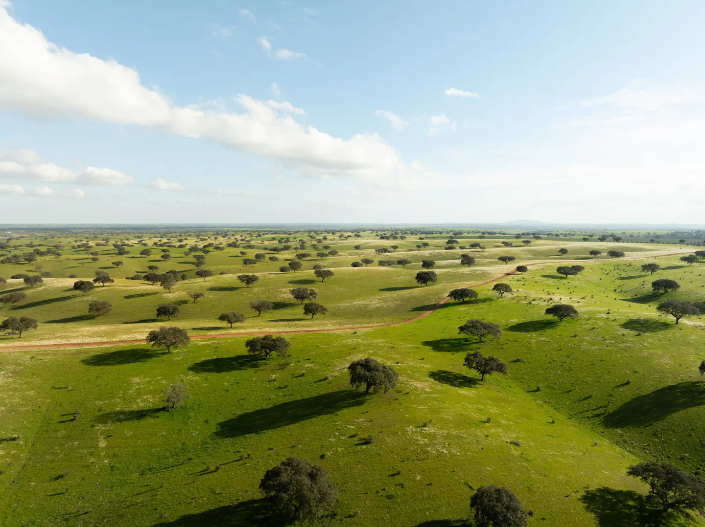 Scattered holm oaks casting long shadows across the green rolling plain of Portugal’s Alentejo under a wide sky