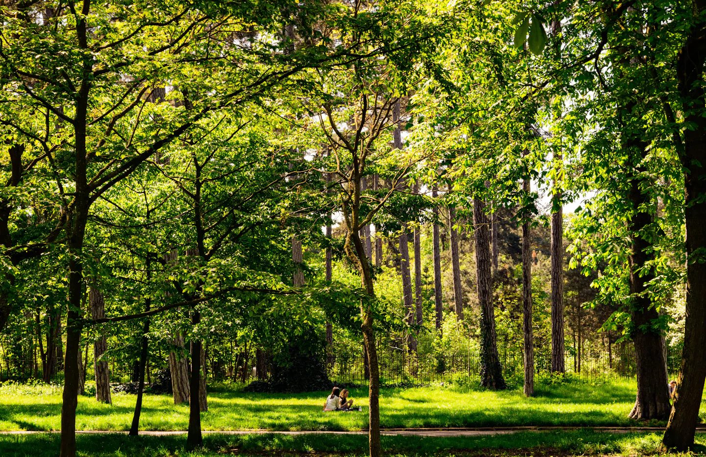 Sunlight coming through the trees of a leafy Paris park, with people sitting on the grass