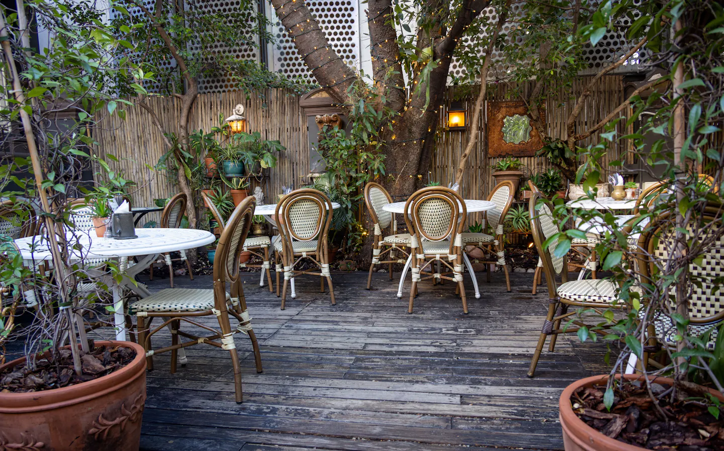 An empty restaurant courtyard terrace laid with classic cane-backed bistro chairs and round white tables, under an olive tree strung with fairy lights and surrounded by potted greenery