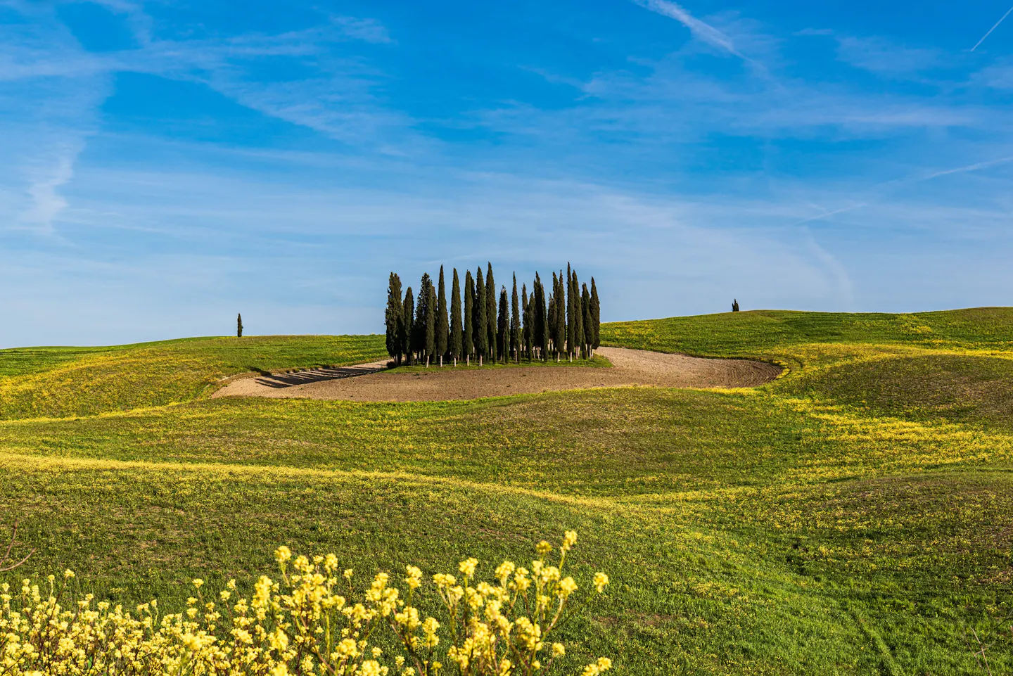 A ring of cypress trees on a green Tuscan hill under a blue sky, with yellow wildflowers in the foreground