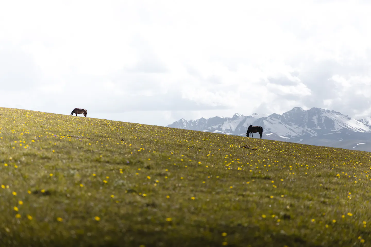 Horses grazing on a wildflower meadow below snowcapped mountains