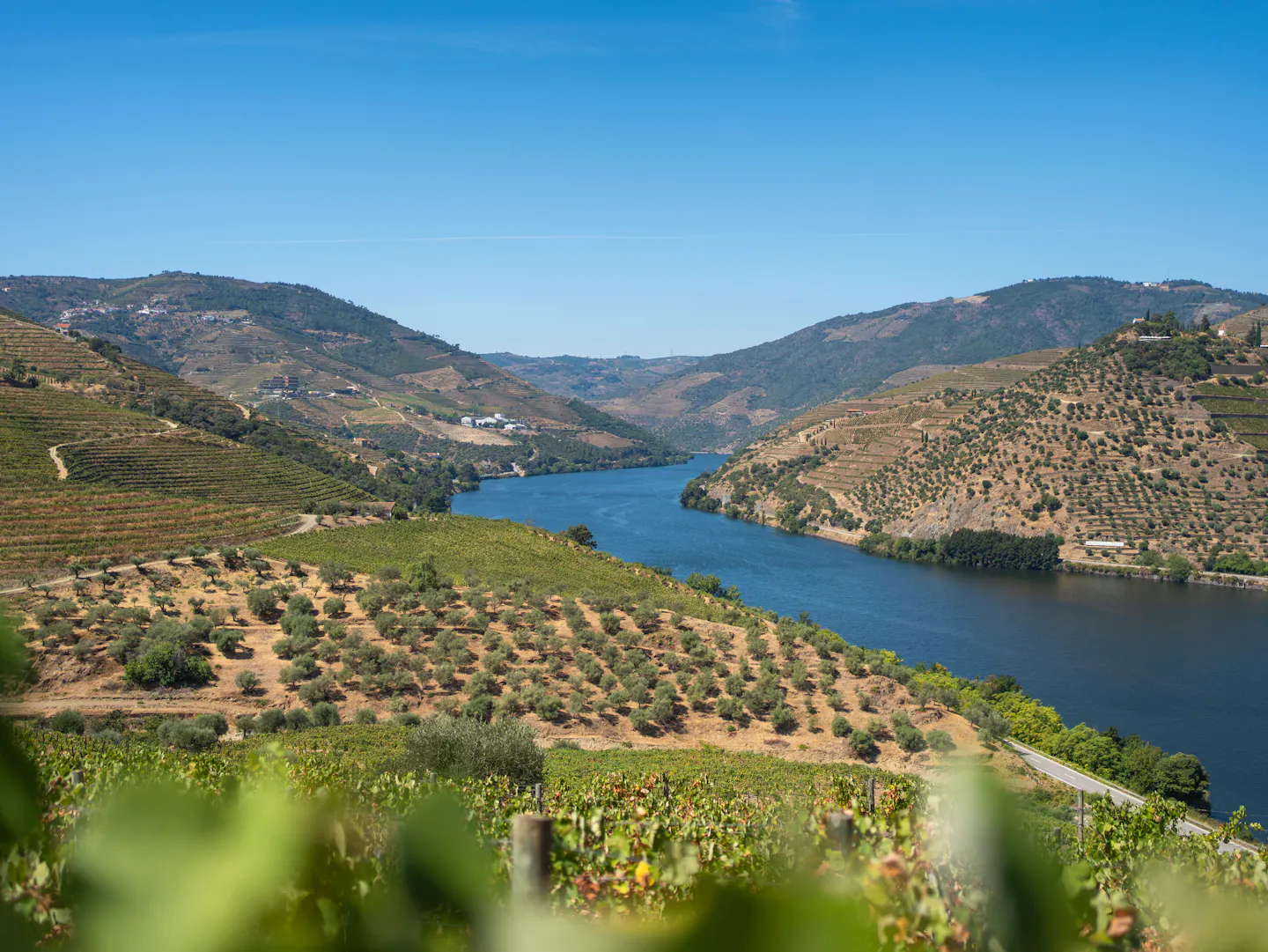 Terraced vineyards and olive groves stepping down to the Douro River in northern Portugal