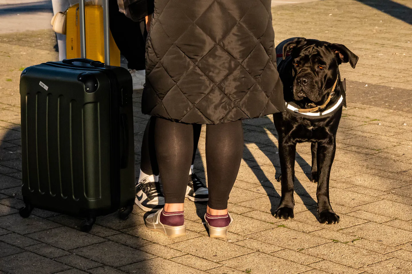 A black cane corso in a reflective harness standing calmly on a paved station forecourt beside its owner's legs and a wheeled suitcase, in low golden light