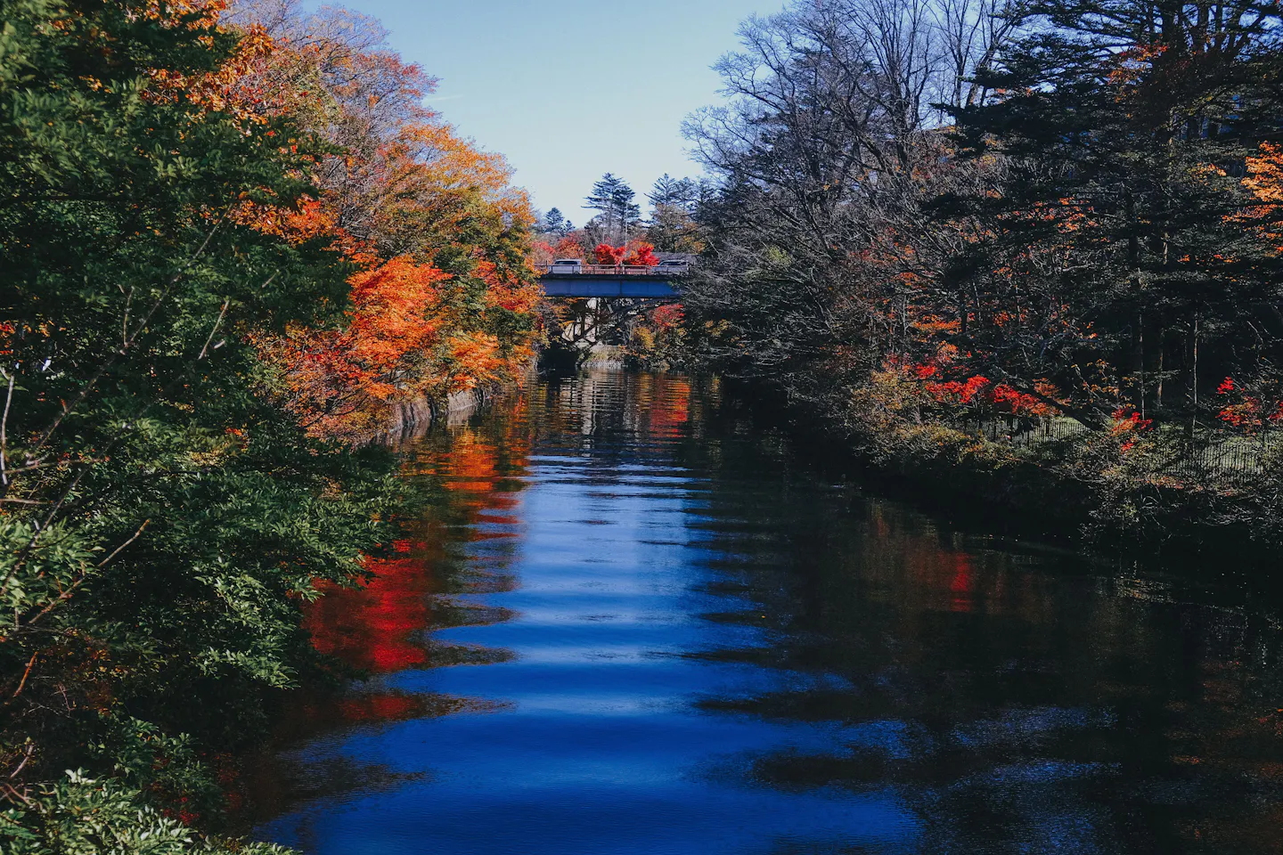 Orange and red autumn trees reflected in a still river below a road bridge in Japan