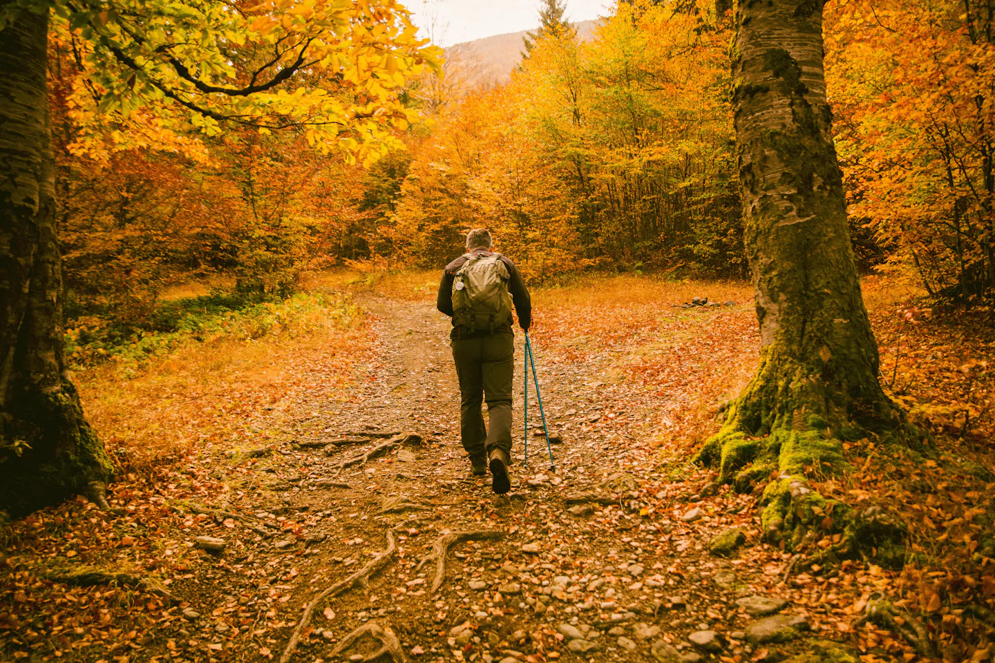 A hiker with a backpack and trekking poles on a leaf-covered forest trail in bright autumn colour