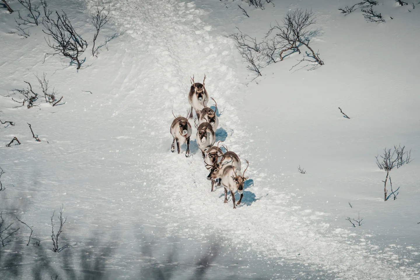 A herd of reindeer crossing a snow-covered clearing in Finnish Lapland