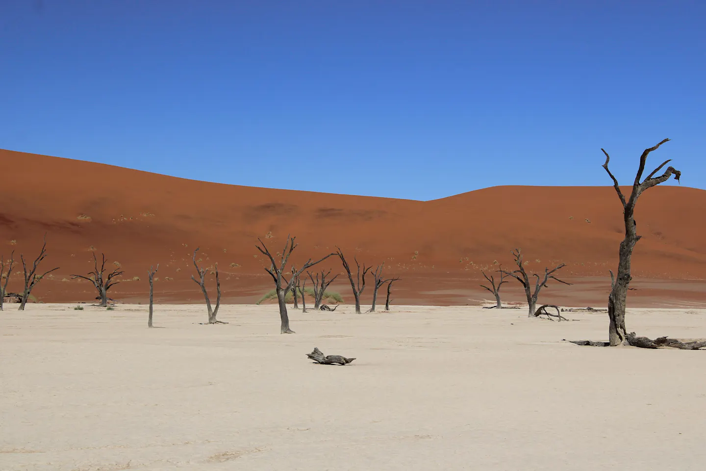 Blackened dead camel-thorn trees standing on the white clay pan of Deadvlei below a deep red Namib dune and a cloudless blue sky