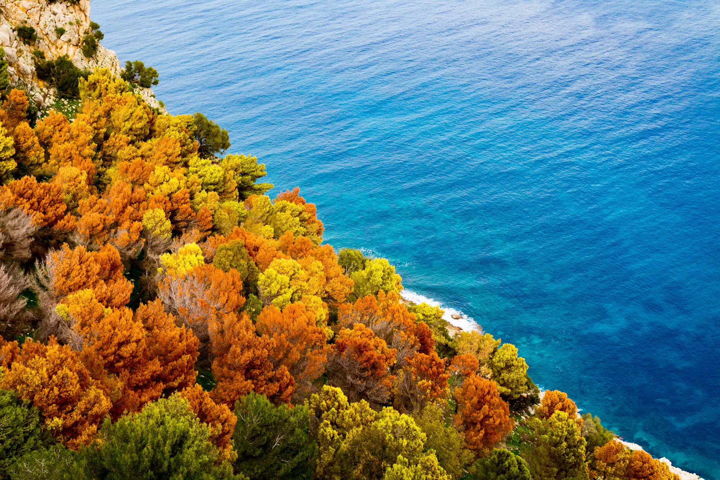 Pines turning orange on a cliff above the deep blue Mediterranean near Palermo in Sicily