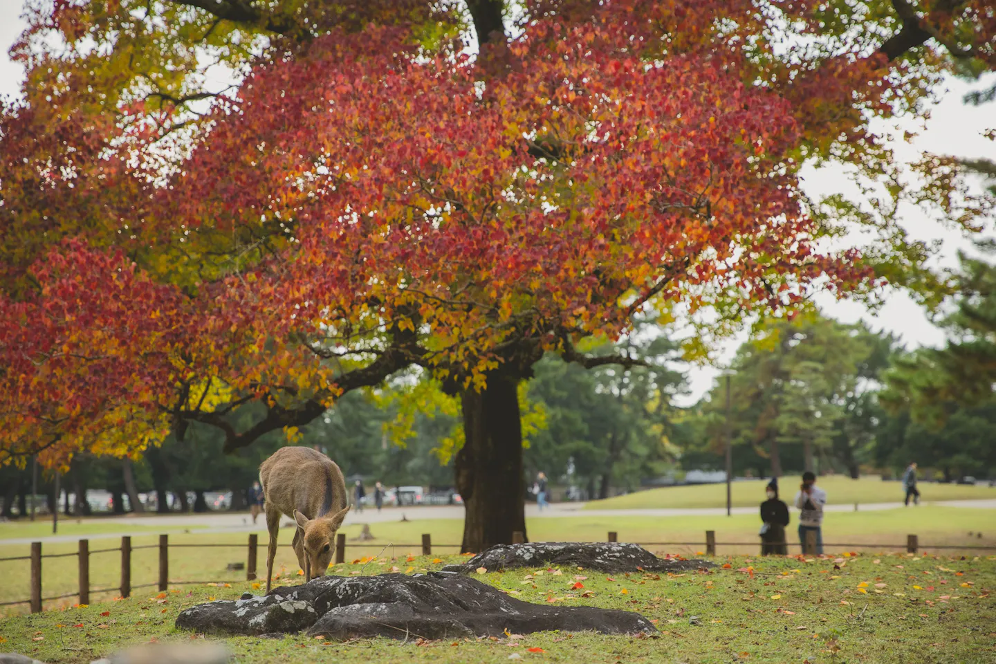 A sika deer grazing under a broad tree in full red and orange autumn colour in Nara Park