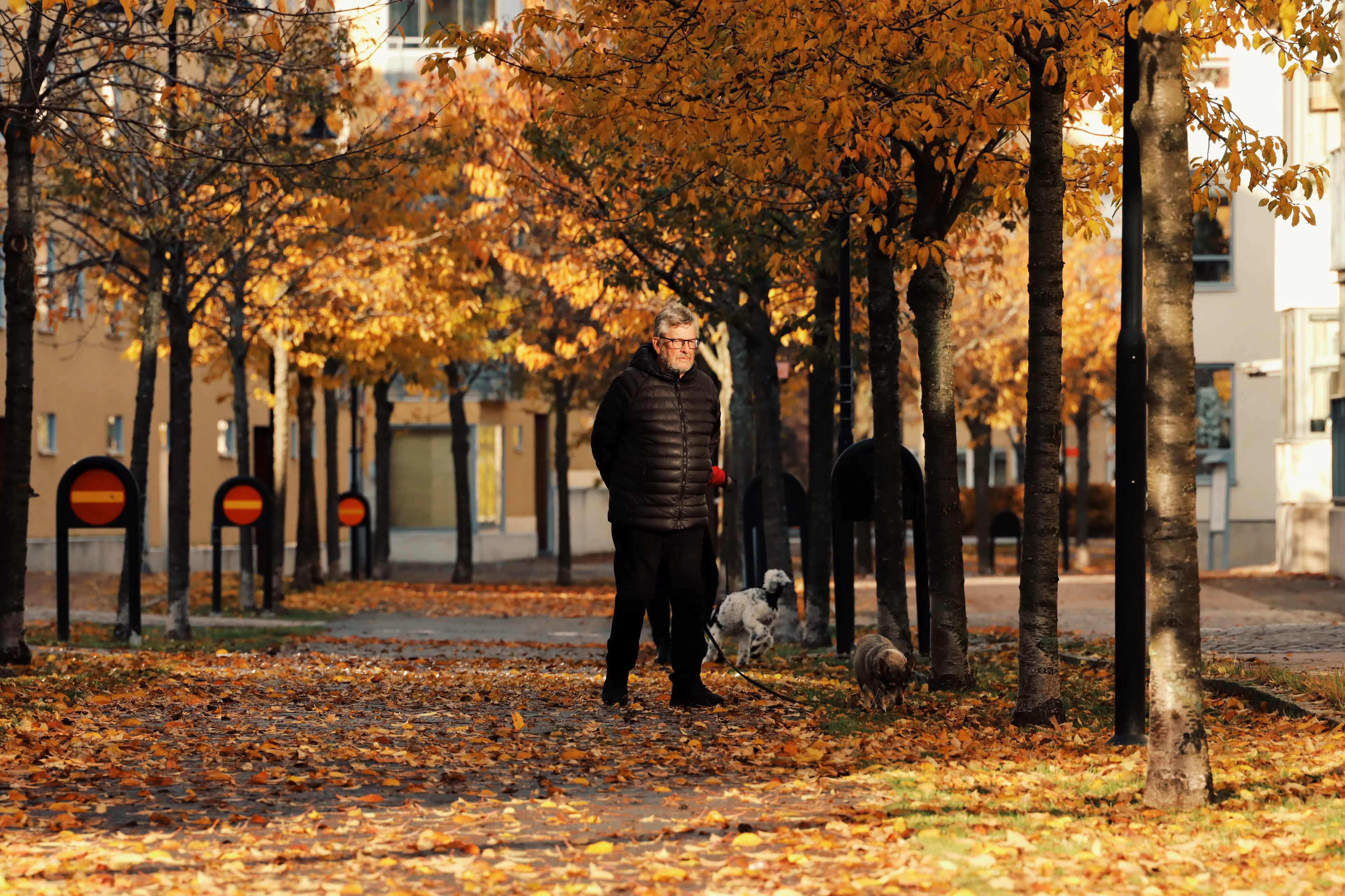 A man in a dark jacket walking two small dogs on long leads down a leaf-strewn avenue of golden chestnut trees between pale apartment buildings