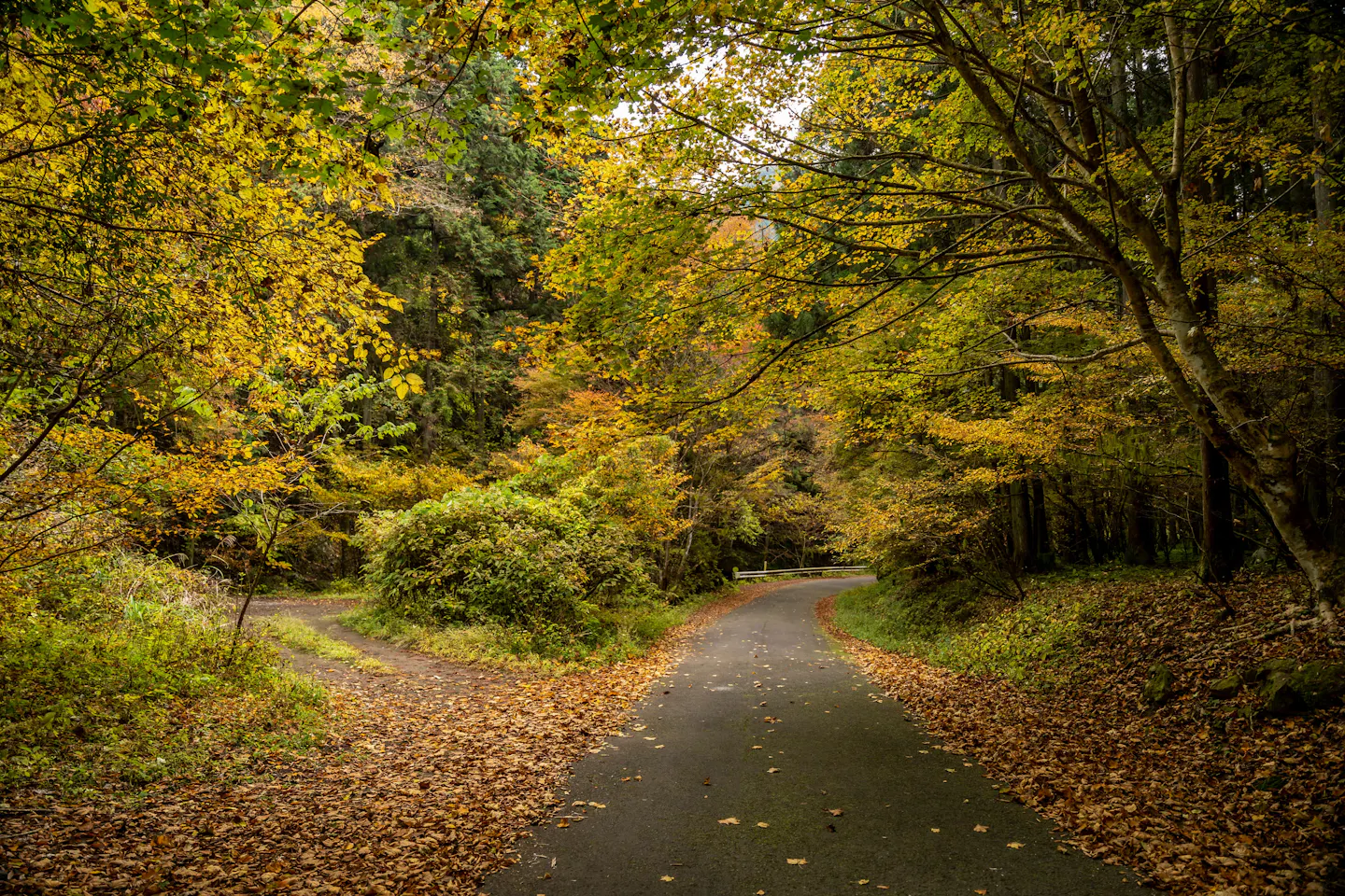 A quiet lane through a Japanese forest with yellow autumn leaves and fallen leaves on the verges