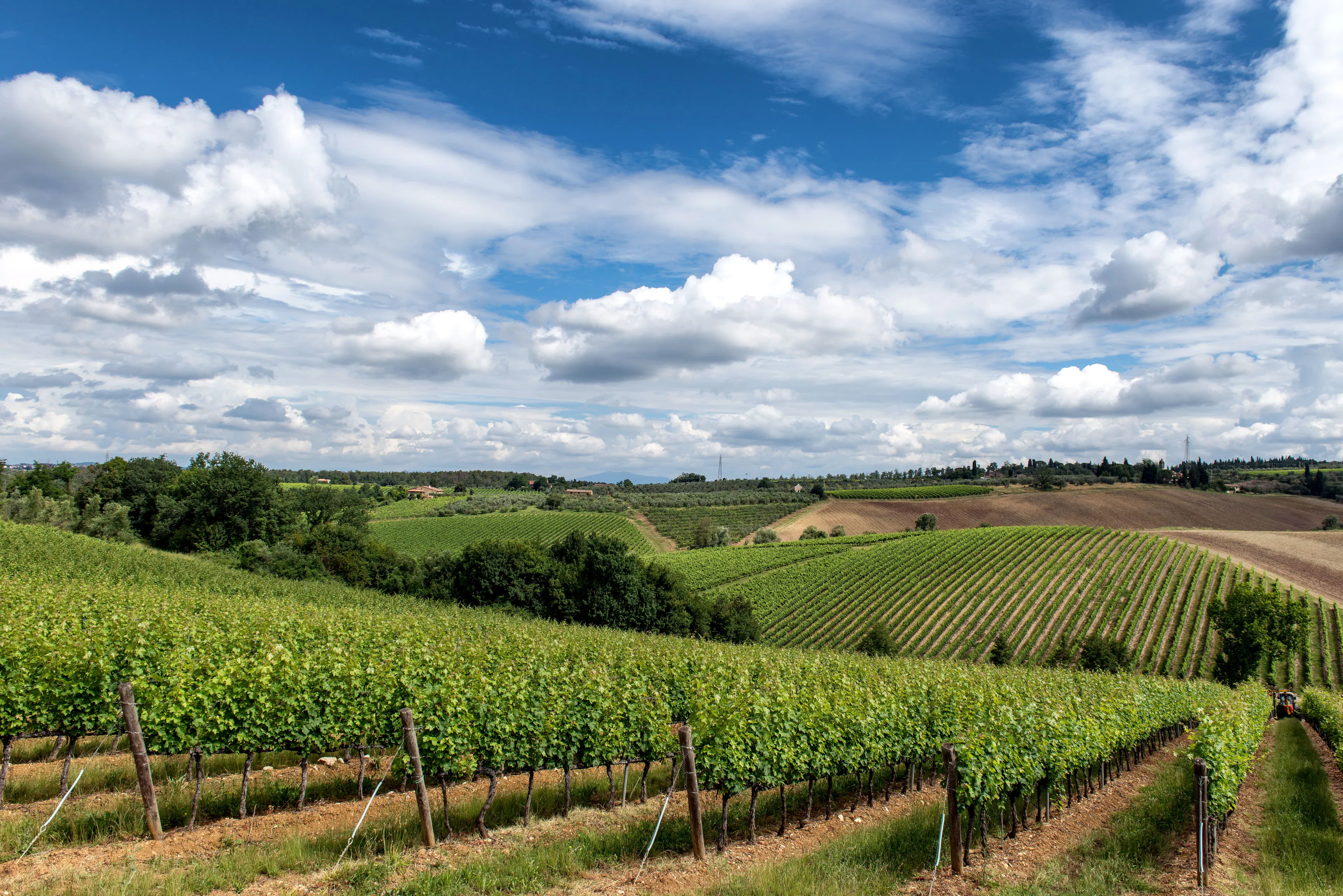 Rows of vines running over rolling Tuscan hills towards distant farmhouses under tall white summer clouds