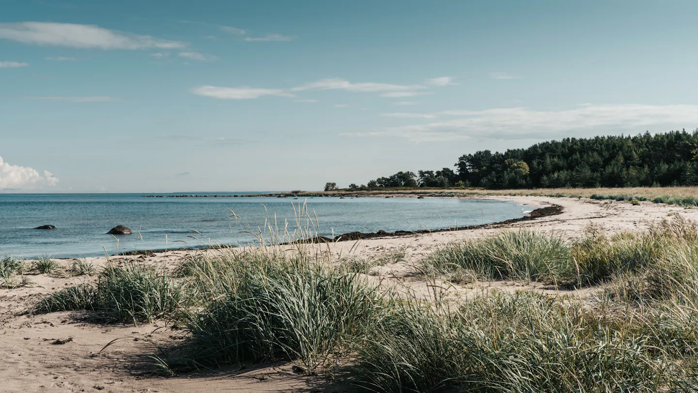 Calm sandy bay on the Baltic coast in summer, fringed with dune grass and backed by a line of pine forest