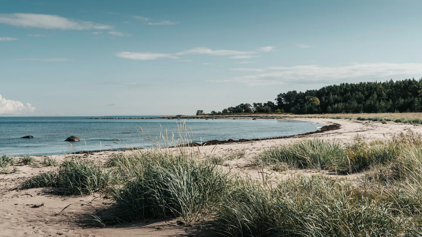 Calm sandy bay on the Baltic coast in summer, fringed with dune grass and backed by a line of pine forest