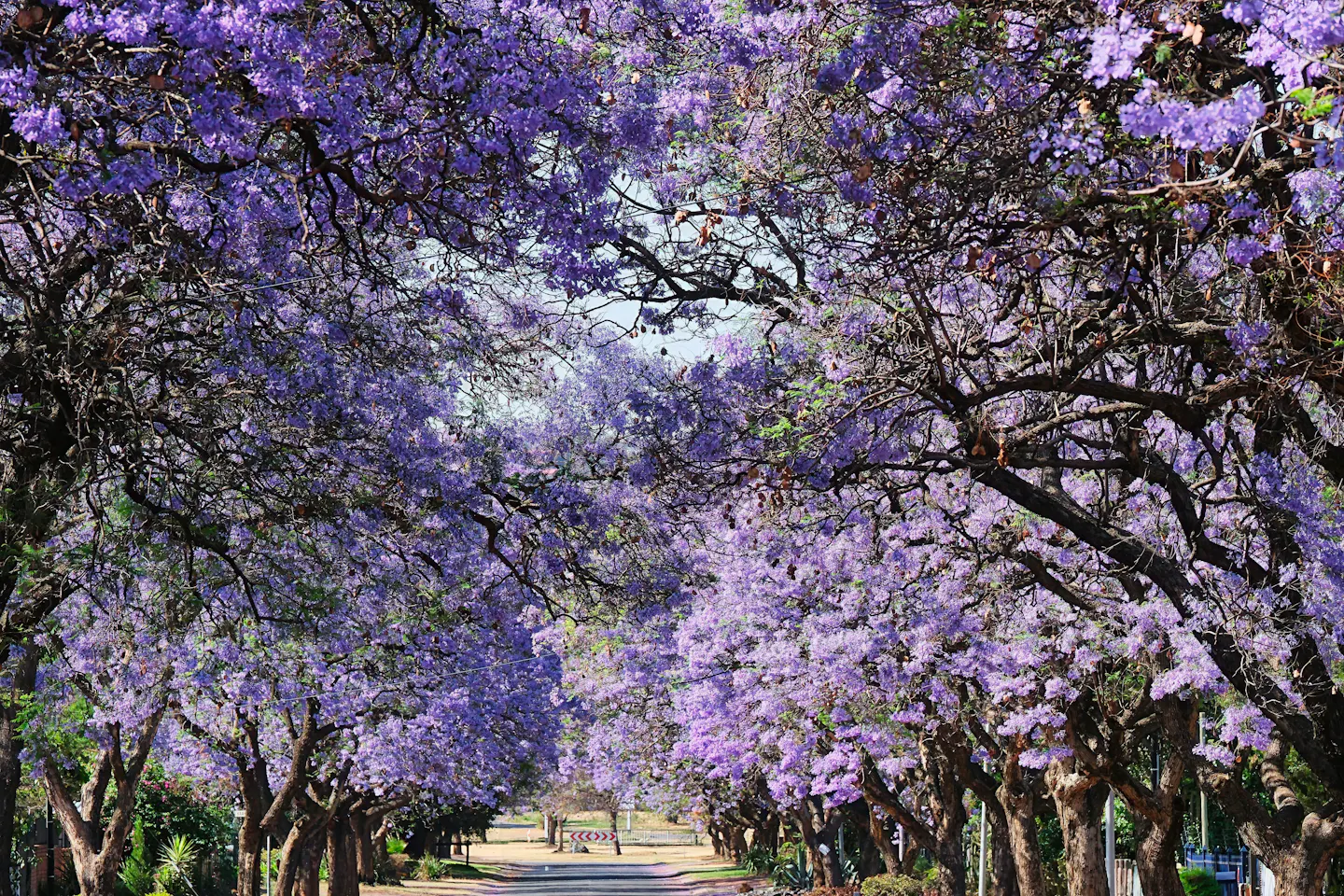 A street tunnelled by jacaranda trees in full purple bloom
