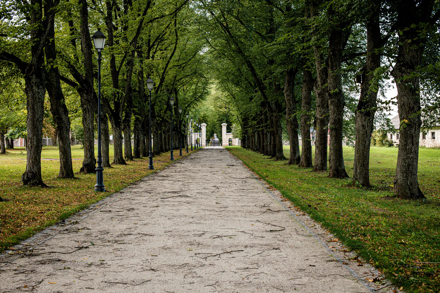 A gravel path running between two rows of tall leafy trees and black iron lamp posts in a Vilnius park