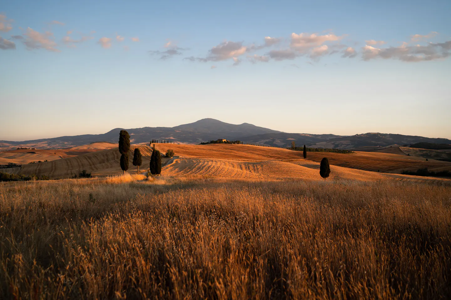 Harvested golden fields and scattered cypress trees rolling towards Monte Amiata in southern Tuscany at sunset