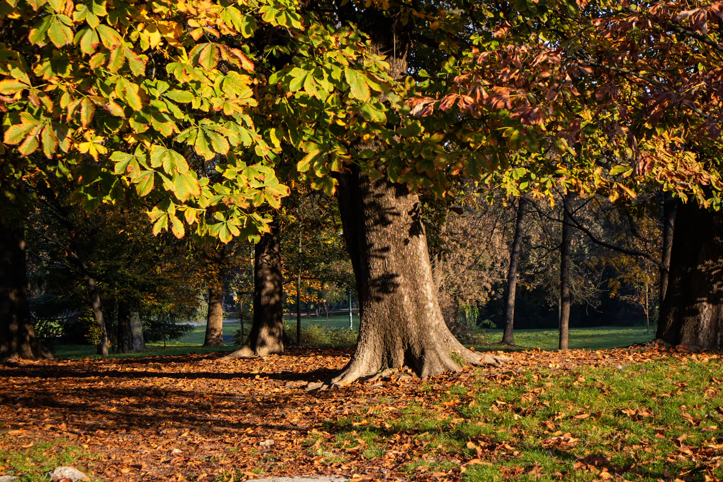 Low autumn sun through chestnut trees in Milan's Parco Sempione, a thick carpet of orange fallen leaves in the foreground and green lawn beyond