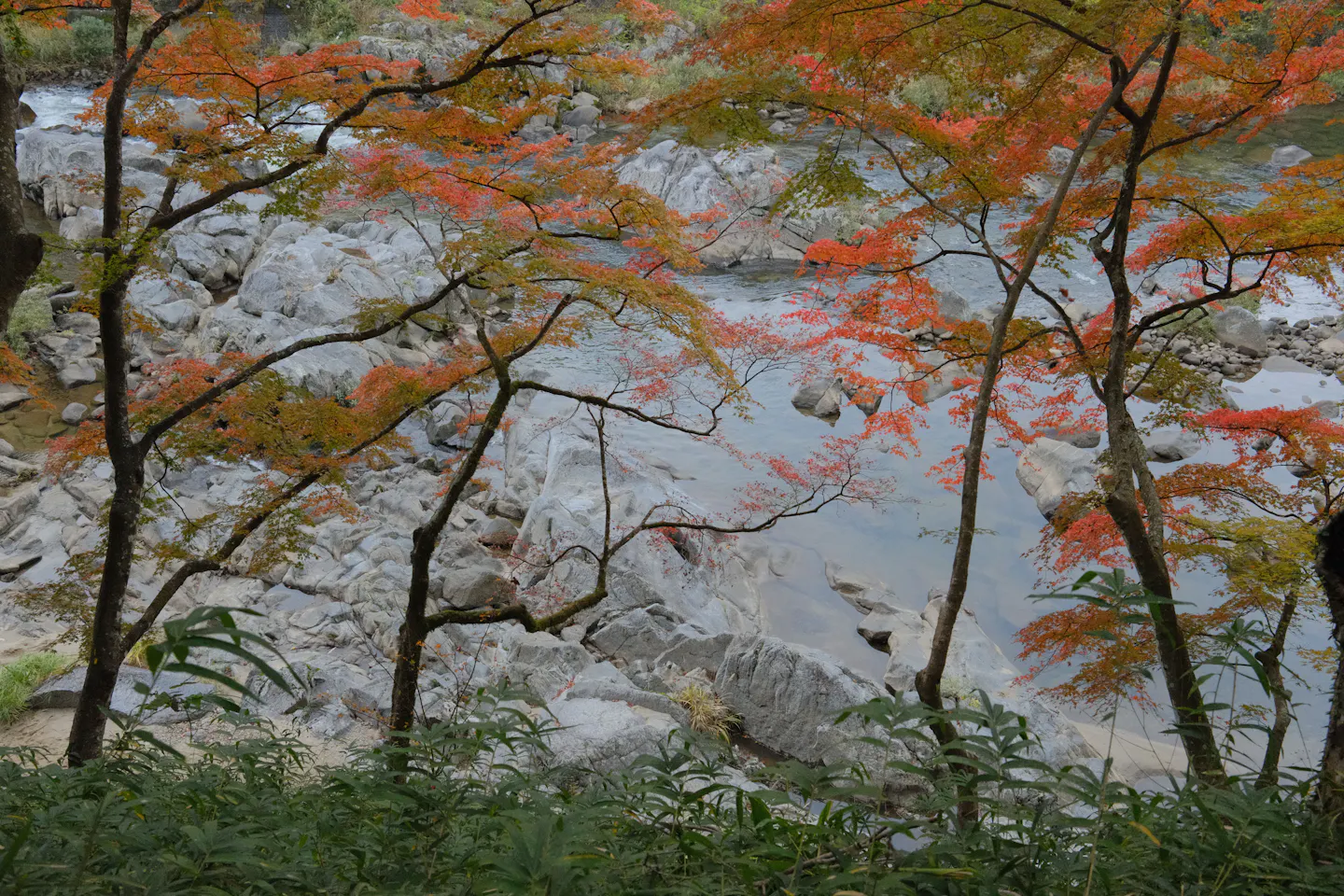 Maple branches turning orange above a shallow river running between pale rocks in Japan
