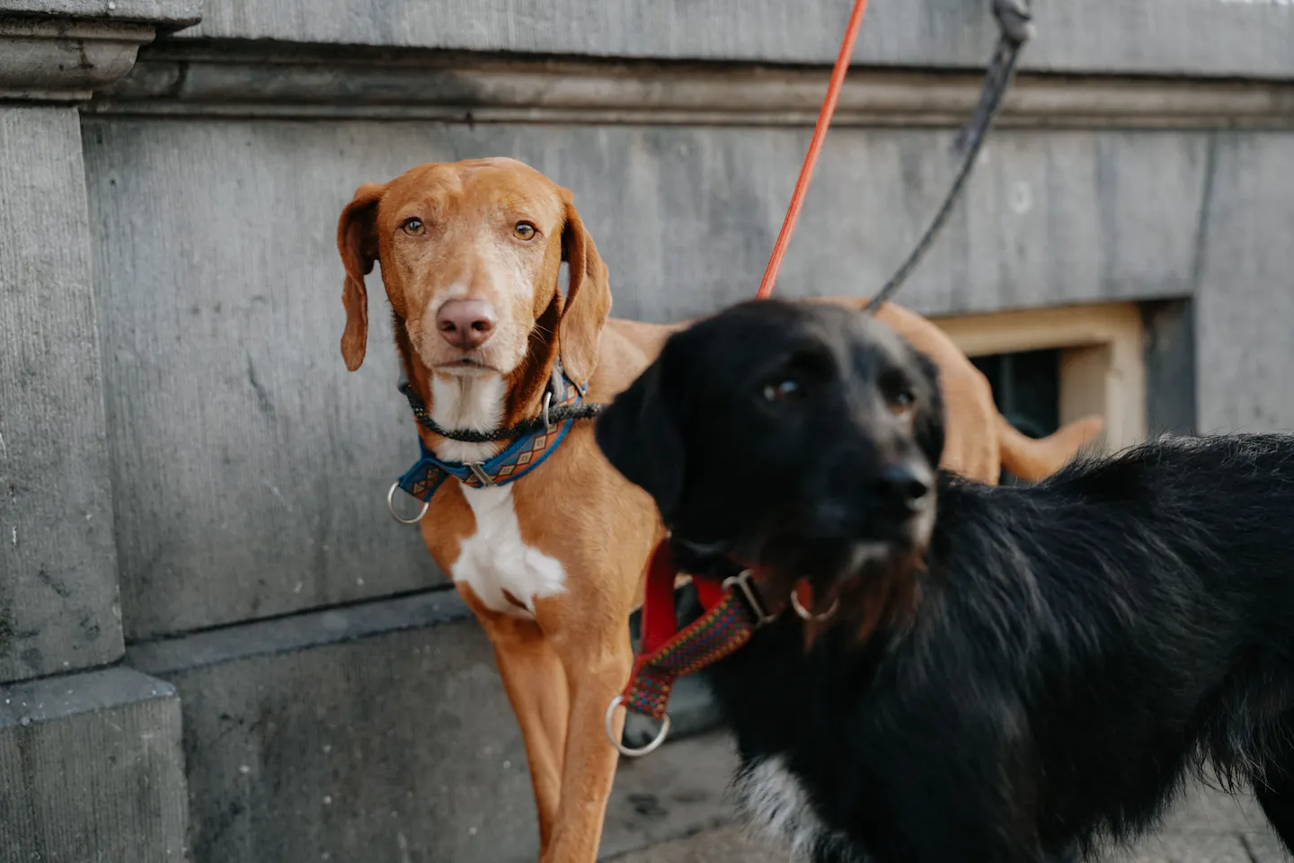 Two dogs on leads close to the camera on an Amsterdam street - an alert tan hound with a blue collar and a shaggy black dog beside it - against a plain grey stone wall