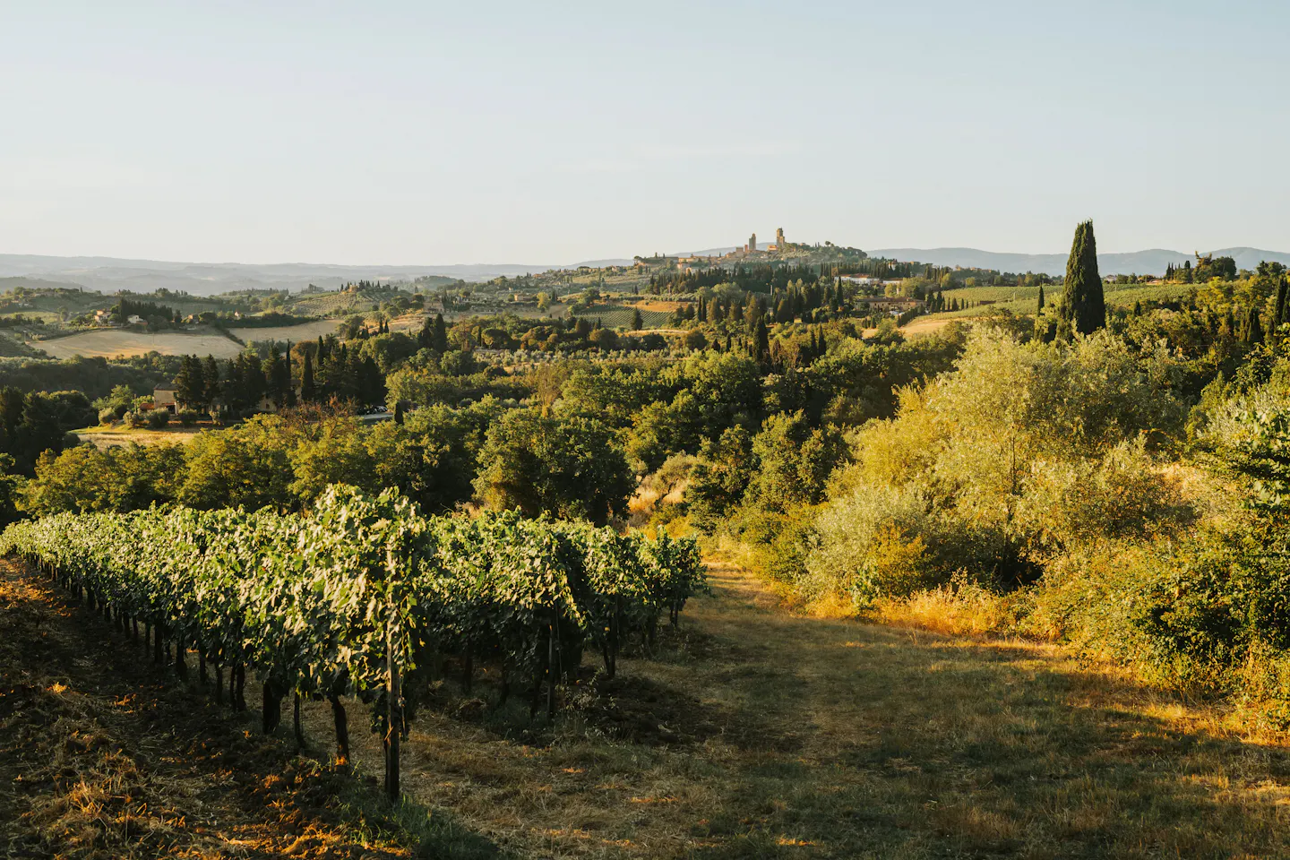 Vine rows and cypresses running towards a hilltop Tuscan town in low golden light