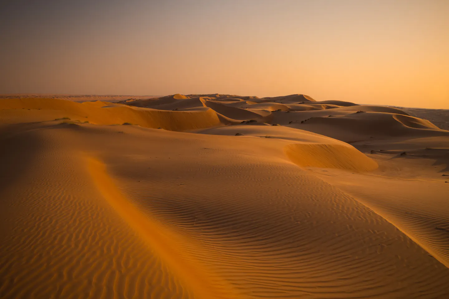 Rippled golden dunes stretching to the horizon in the Omani desert at sunset