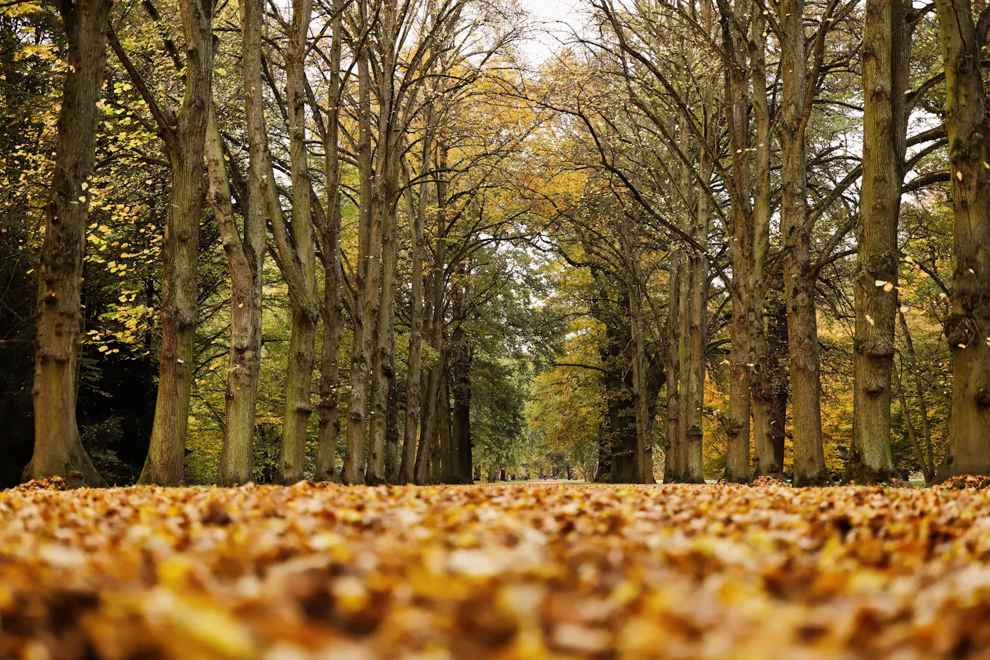 An avenue of tall trees in autumn colour above a thick carpet of fallen golden leaves